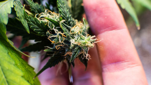 Close-up of hand holding medical cannabis