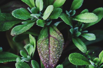 Close-up of fresh green leaves