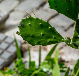 Close-up of wet plant
