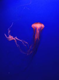 Close-up of jellyfish in sea