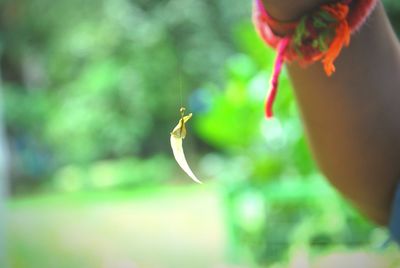 Close-up of hand feeding on tree