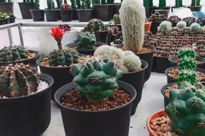 High angle view of potted plants