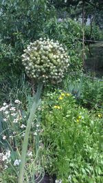 Close-up of flowers growing on plant