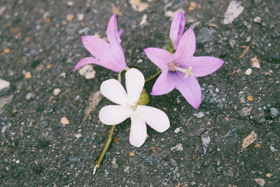 Close-up of crocus