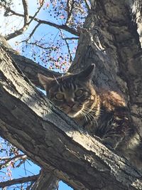 Low angle view of tree trunk