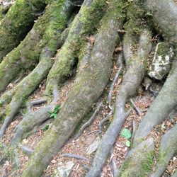 Close-up of tree trunk