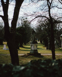 Trees in park