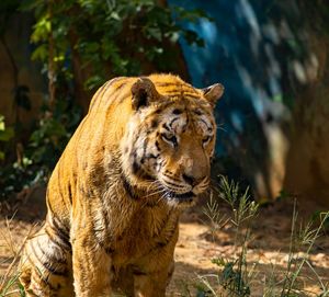 Close-up of a bengal tiger looking away