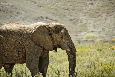 Elephants on field