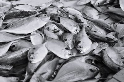 Full frame shot of fish for sale in market