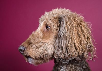 Close-up of poodle against colored background