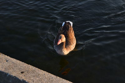 High angle view of greylag goose swimming in lake