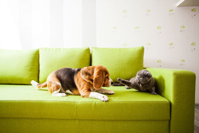 Dog relaxing on sofa at home