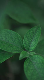 Close-up of green leaves