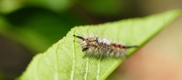 Close-up of spider on leaf