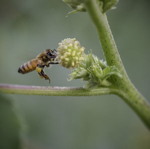 Close-up of bee pollinating flower