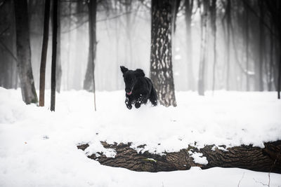 Dog on snow covered land