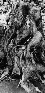 High angle view of driftwood on tree