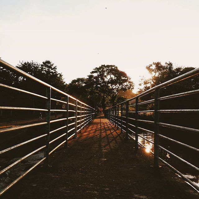 the way forward, tree, railing, clear sky, diminishing perspective, transportation, vanishing point, sky, footbridge, connection, built structure, bridge - man made structure, railroad track, growth, outdoors, metal, nature, sunlight, copy space, no people