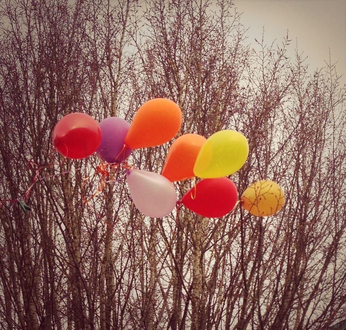 tree, branch, bare tree, low angle view, growth, nature, beauty in nature, flower, red, orange color, sky, tranquility, no people, outdoors, hanging, plant, sunset, clear sky, yellow, day