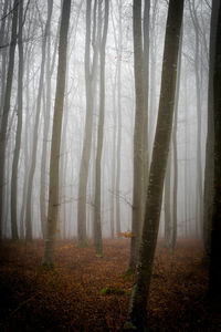 Trees in forest