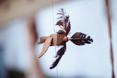 Low angle view of leaf