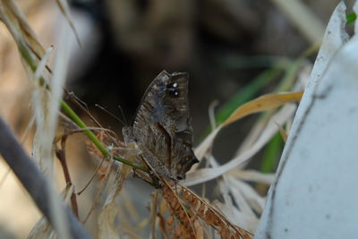 Close-up of butterfly on leaf