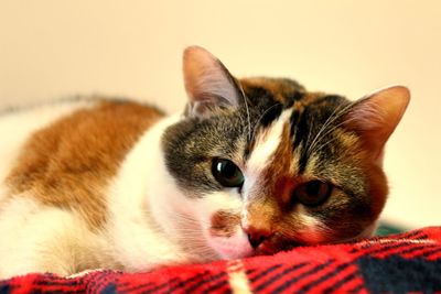Close-up of cat lying on sofa