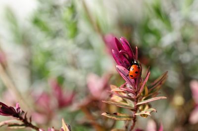 Close-up of insect on flower