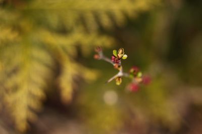 Close-up of red flowering plant