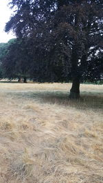 Trees on field in forest