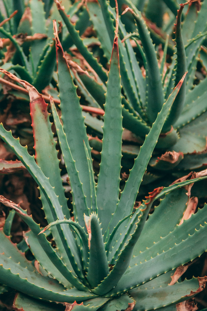 FULL FRAME SHOT OF SUCCULENT PLANTS