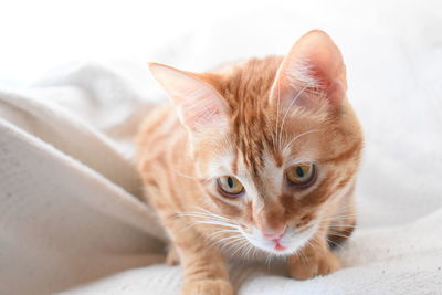 Close-up portrait of a cat