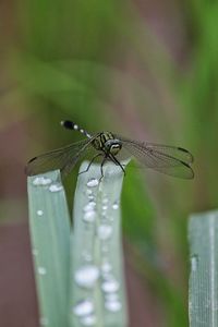 dragonflies and damseflies