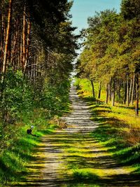 Dirt road amidst trees in forest