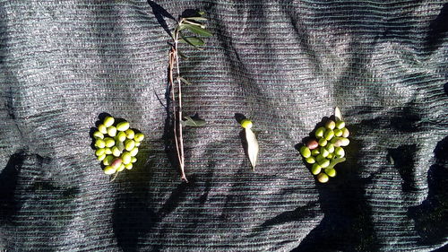 Close-up of fruits on table