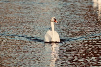 Swan swimming in lake