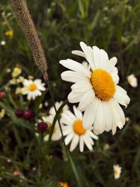 Close-up of yellow flowers blooming outdoors