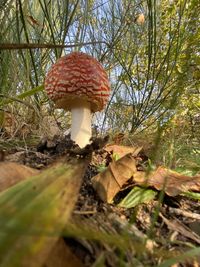 Close-up of mushroom growing on field