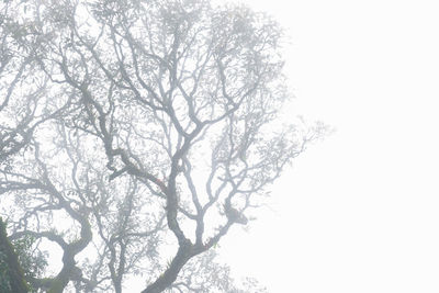 Low angle view of bare tree against sky