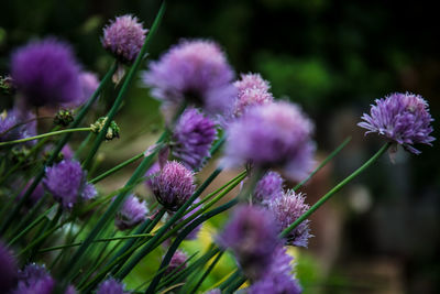 Close-up of purple flowering plants