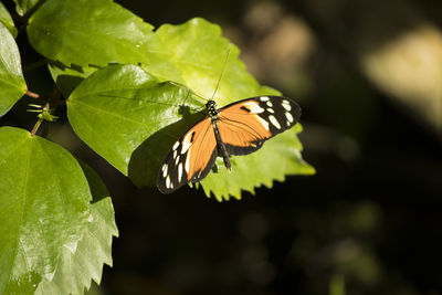 Close-up of butterfly on leaves