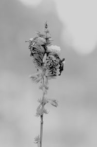 Close-up of dandelion