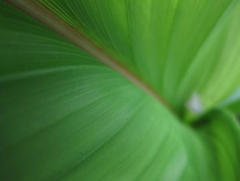 Full frame shot of green leaves