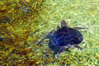 High angle view of bird in water