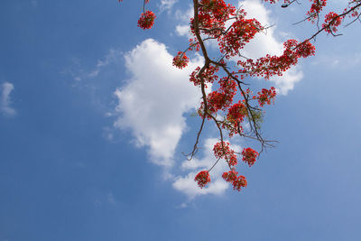 Low angle view of cherry tree against sky