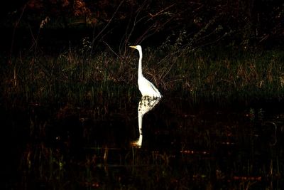 High angle view of gray heron perching on lake