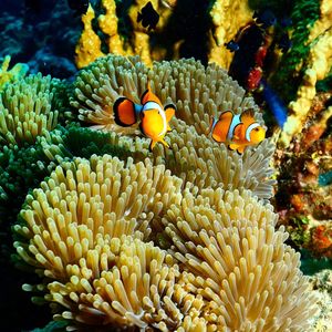 Close-up of coral in sea