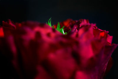 Close up of red flower