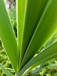 Close-up of palm leaf